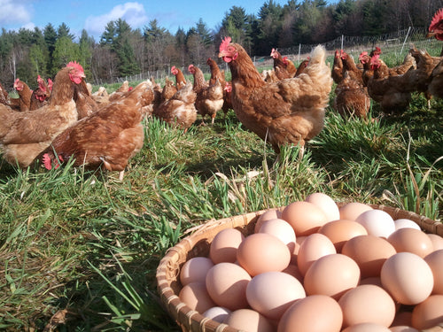 Freeze Dried Eggs